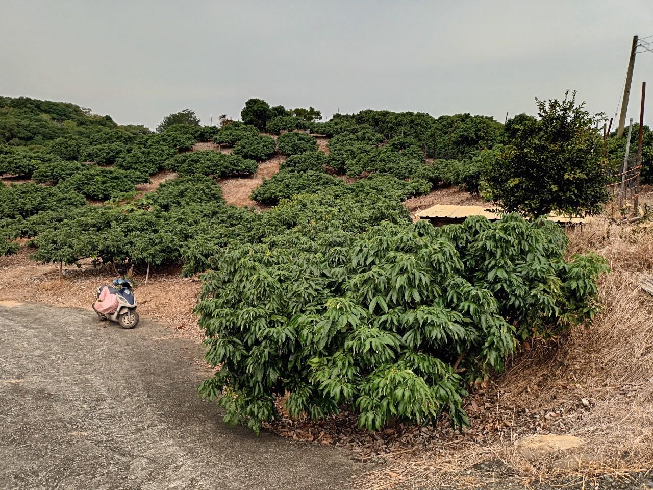 大樹休閒農場7分良地