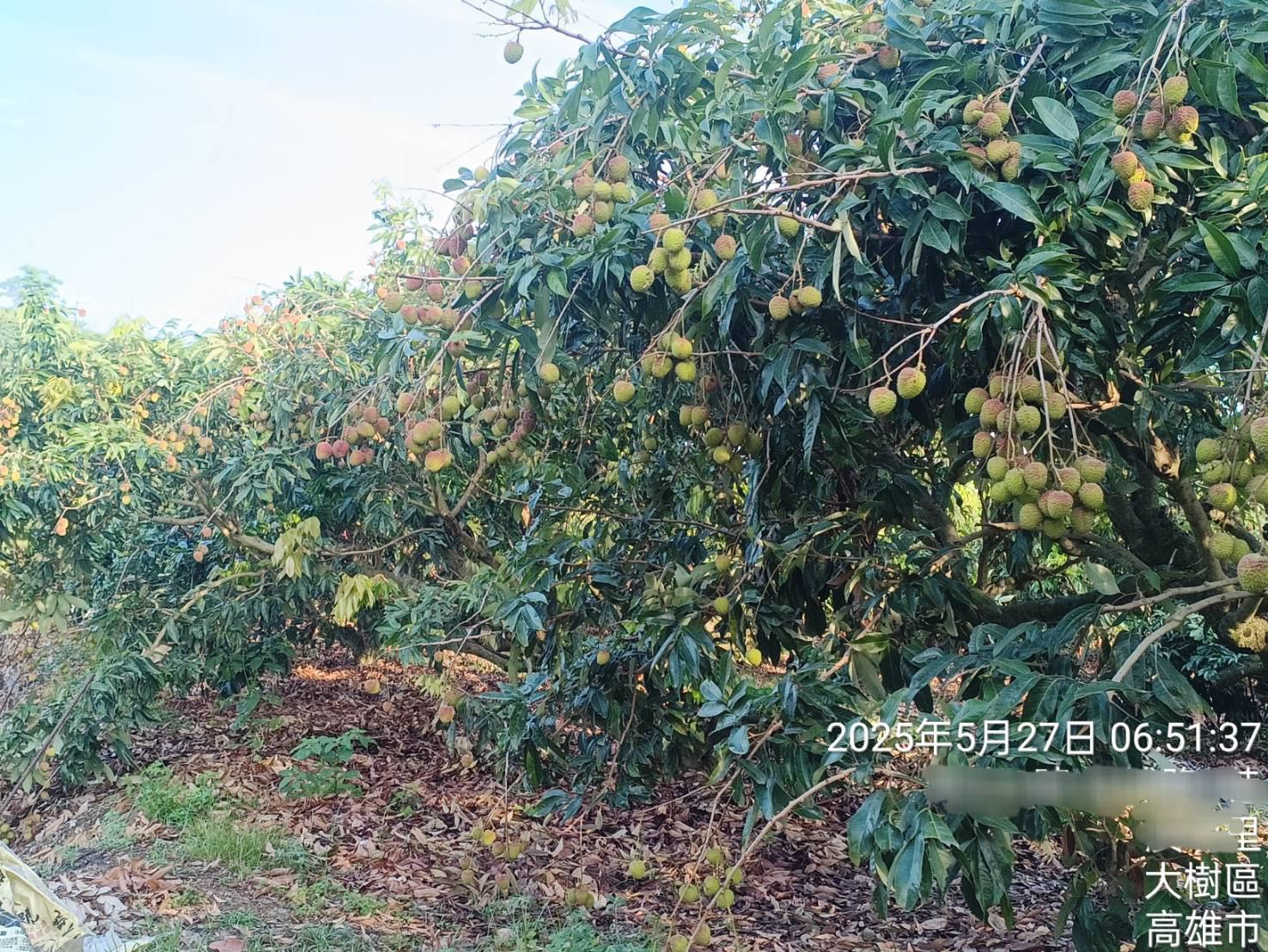正20米省道進大樹市區臨佛光山快樂農地老欉荔枝園