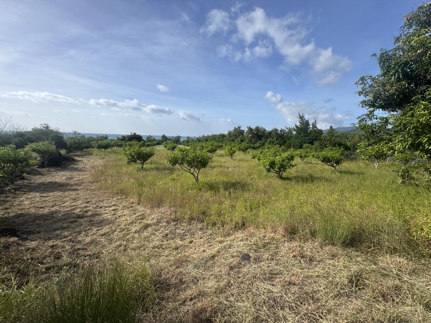 屏東枋山景觀有機芒果園