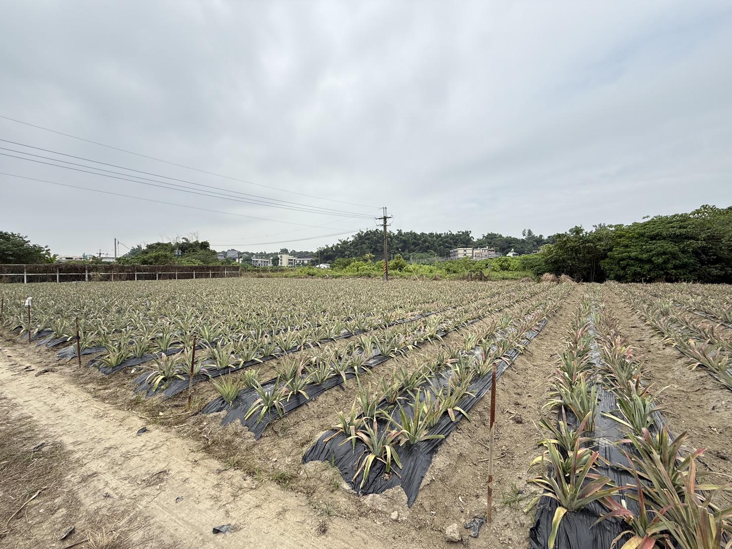 台29線大樹姑山倉庫附近方正平坦鳳梨園