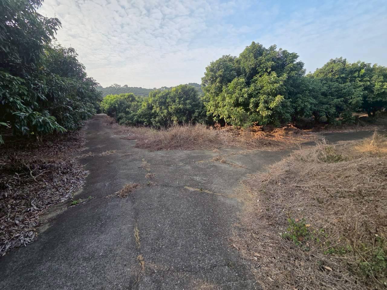 近義大世界/3.9甲的老欉玉荷包果園/臨6米柏油